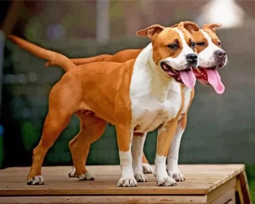 Brown Amstaff Dogs Diamond Painting