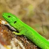 European Green Lizard Diamond Painting