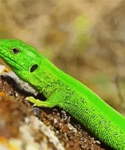 European Green Lizard Diamond Painting