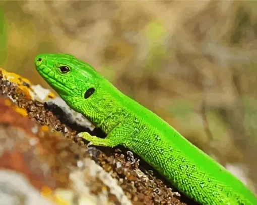 European Green Lizard Diamond Painting