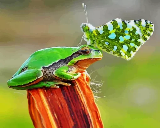 Frog And Butterfly Diamond Painting