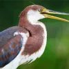 Tricolored Heron Diamond Painting