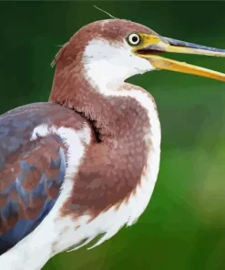 Tricolored Heron Diamond Painting