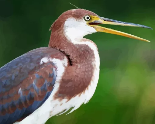 Tricolored Heron Diamond Painting