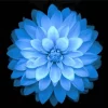 Aesthetic Blue Dahlia Flower Diamond Painting