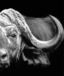 Black And White Buffalo Diamond Painting