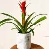 Bromeliad Pot Diamond Painting