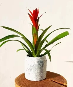 Bromeliad Pot Diamond Painting