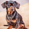Brown And Black Chiweenie Diamond Painting