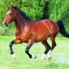 Brown And Black Horse Diamond Painting