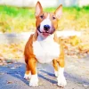 Brown And White English Bull Terrier Diamond Painting