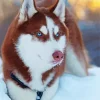 Brown And White Husky Diamond Painting