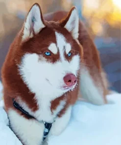 Brown And White Husky Diamond Painting