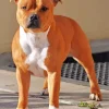 Brown And White Staffordshire Bull Terrier Diamond Painting
