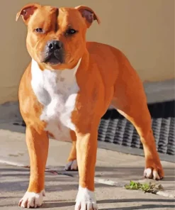 Brown And White Staffordshire Bull Terrier Diamond Painting