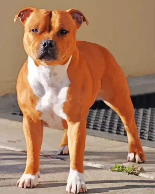 Brown And White Staffordshire Bull Terrier Diamond Painting