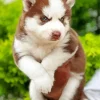 Brown Baby Husky Diamond Painting
