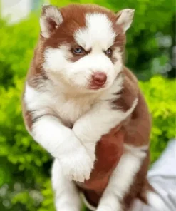 Brown Baby Husky Diamond Painting