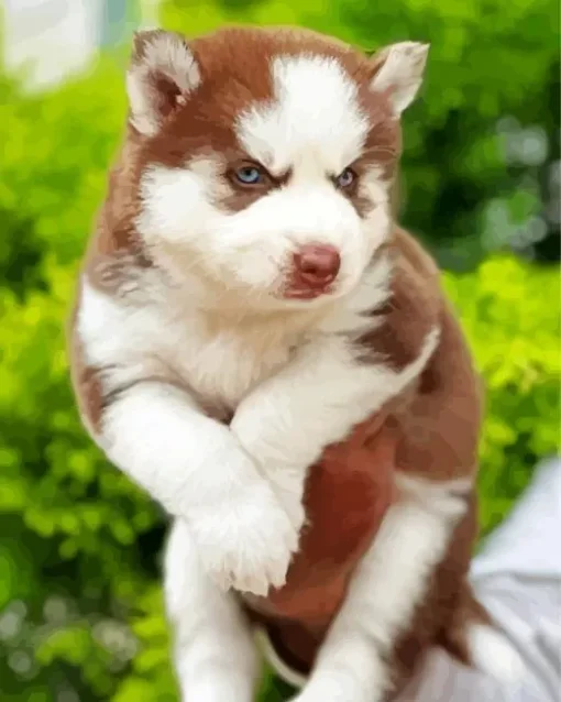 Brown Baby Husky Diamond Painting