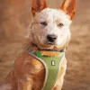 Brown Blue Heeler Diamond Painting