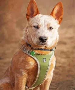 Brown Blue Heeler Diamond Painting