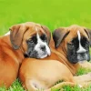 Brown Boxer Puppies Diamond Painting