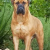 Brown Bull Mastiff Diamond Painting
