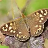 Brown Butterfly Diamond Painting