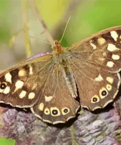 Brown Butterfly Diamond Painting