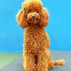 Brown Curly Poodle Diamond Painting
