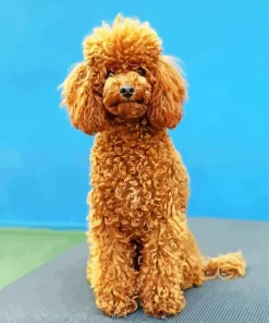 Brown Curly Poodle Diamond Painting