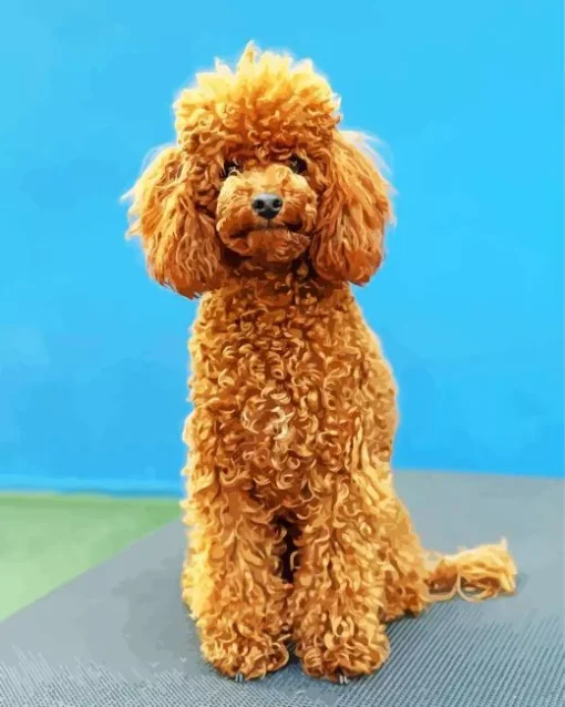 Brown Curly Poodle Diamond Painting