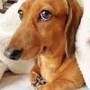 Brown Dog Face Diamond Painting