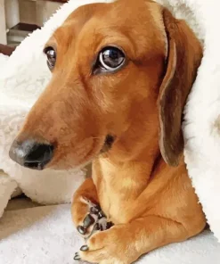 Brown Dog Face Diamond Painting