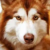 Brown Eyes Husky Diamond Painting