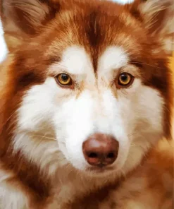 Brown Eyes Husky Diamond Painting