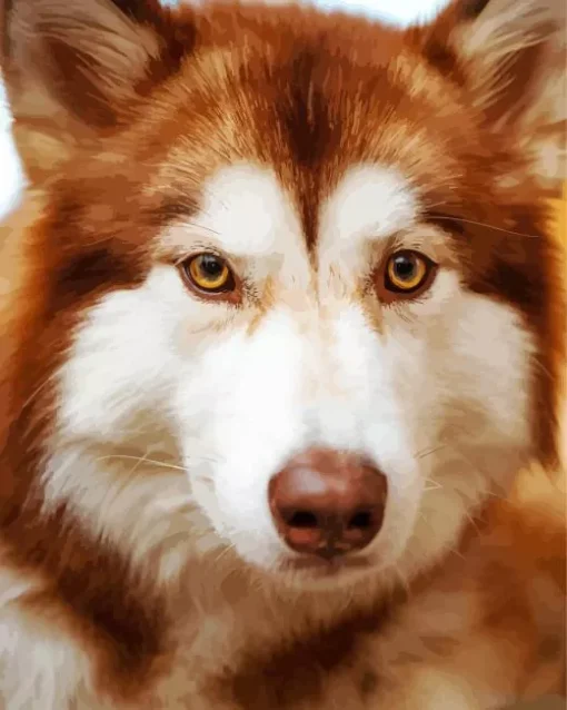 Brown Eyes Husky Diamond Painting