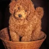 Brown Fluffy Poodle In Basket Diamond Painting
