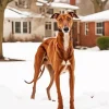 Brown Greyhound In Snow Diamond Painting