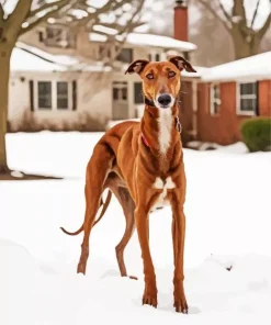 Brown Greyhound In Snow Diamond Painting