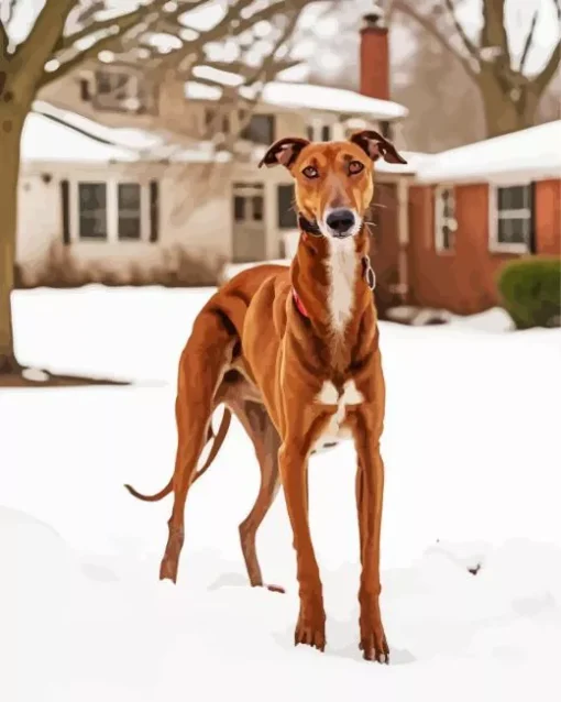 Brown Greyhound In Snow Diamond Painting