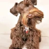 Brown Mini Schnauzer Diamond Painting