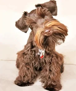 Brown Mini Schnauzer Diamond Painting