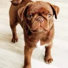 Brown Pug Puppy Diamond Painting