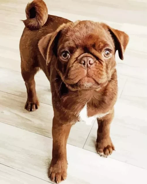 Brown Pug Puppy Diamond Painting