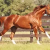 Brown Stallion Diamond Painting