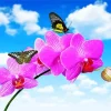 Butterflies And Orchids Diamond Painting