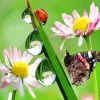 Butterfly And Ladybug Diamond Painting
