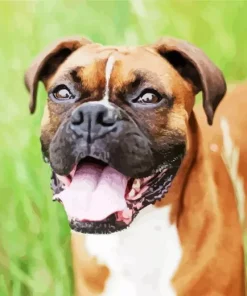 Cute Brown Boxer Dog Diamond Painting