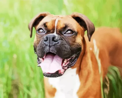 Cute Brown Boxer Dog Diamond Painting